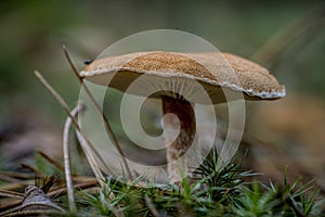 ÃÂ¡loseup of forest autumn light brown mushroom in macro